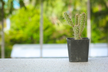 cactus on, marble table Natural Three with blurry background