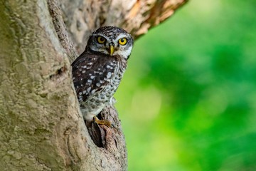 portrait of an owl