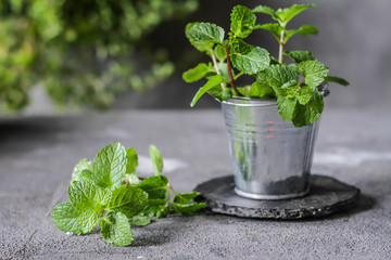 Photo of fresh mint in a pot. Peppermint plants in a pot. Fresh mint growing in a flowerpot. Herb. Still life photography. Image