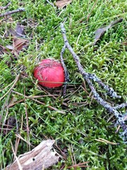 Autumn forest and mushrooms