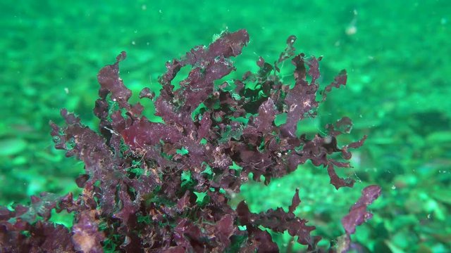 Red algae phyllophora (Phyllophora crispa) on the sea floor, close-up.