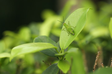 Closeup nature view of green leaf   under sunlight. Natural green plants landscape using as a background or wallpaper