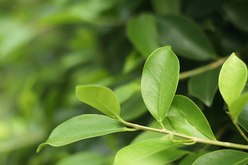 Obraz premium Closeup nature view of green leaf under sunlight. Natural green plants landscape using as a background or wallpaper