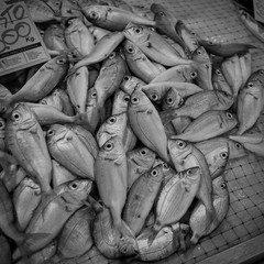 Obraz premium Various fish exposed for selling, in a Sicilian street market stall. Ortigia, Siracusa Province.