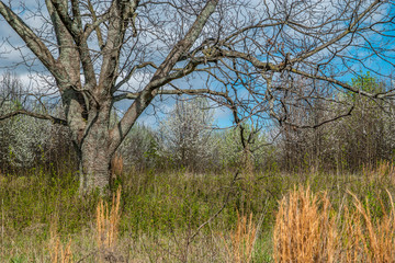 Large tree in a field