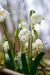 Obraz premium Märzenbecher Leucojum vernum Frühlings-Knotenblume Frühlingsbote giftig Wald Naturschutz Frühblüher Winter Frost Schnee erster Glockenblume Zwiebel Ostern Sonnenlicht Lichtung Wald Boden Sauerland