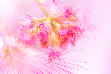 Defocused blurred pink flower natural background