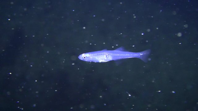 Sea fish Transparent goby (Aphia minuta) on a dark background.