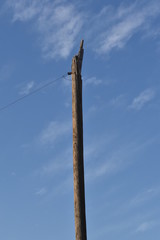 Old abandoned bare broken telephone electric pole with guy wire ready for sign signage 