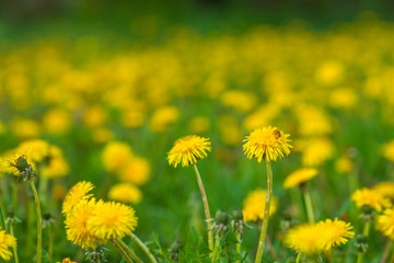 A very colorful dandelion field. Photographed close-up.