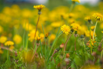 A very colorful dandelion field. Photographed close-up.