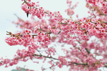 Obraz premium Vintage sakura or cherry blossom