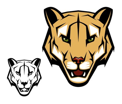 Cougar puma vector mascot with mountain lion head. Wild cat animal with open mouth, dangerous teeth and angry eyes isolated symbol of African safari, hunting sport and hunter club design