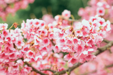 Vintage sakura or cherry blossom