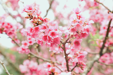 Vintage sakura or cherry blossom