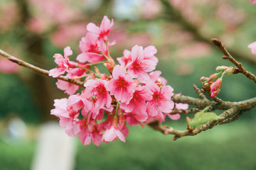 Vintage sakura or cherry blossom