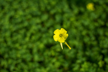 Beautiful yellow flower in the foreground isolated on green plants' background.