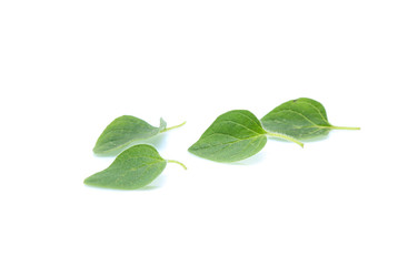 Fototapeta na wymiar Oregano or marjoram leaves isolated on white background