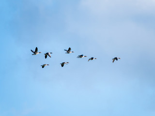 Group of 8 greylag goose, Anser anser, in flight against blue sky, Netherlands