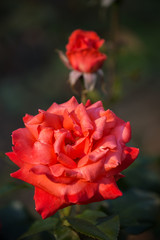 Rose variety Coral Surprise