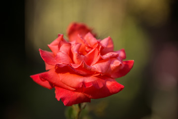 Rose variety Coral Surprise