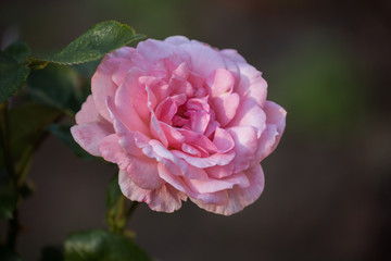 Pink rose varieties Carina