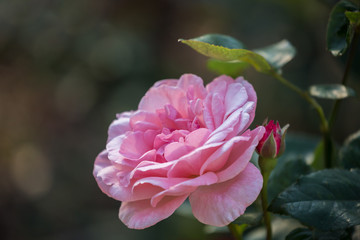 Rose varieties Carina