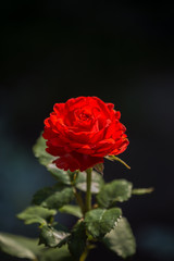 Red rose flower