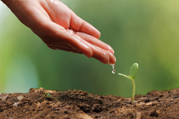 Agriculture. Growing plants. Plant seedling. Hand nurturing and water young baby plants growing in germination sequence on fertile soil with natural green bokeh background