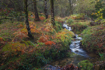 Beech forest in autumn, National Park of Peneda Geres, Portugal