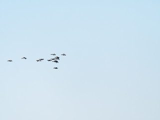 Group of white-fronted geese, Anser albifrons, flying against sky, bird migration in Netherlands