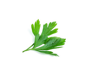 parsley leaf isolated on white background