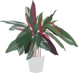 Calathea triostar in pot, isolated flat illustration on white background