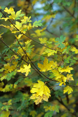 APPENNINO TOSCO EMILIANO