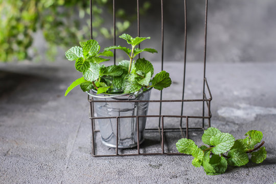 Photo of fresh mint in a pot. Peppermint plants in a pot. Fresh mint growing in a flowerpot. Herb. Still life photography. Image