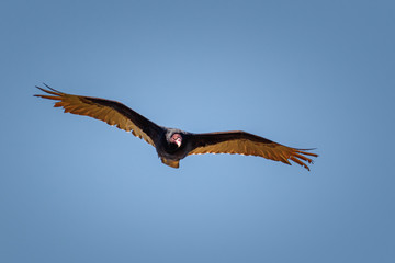 California Condor (Gymnogyps californianus), flying over the Grand Canyon of the Colorado, Arizona