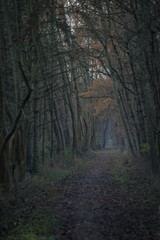 Das Wäldchen im Dezemberabendnebel