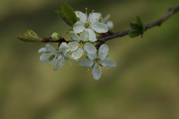 Obstblüte