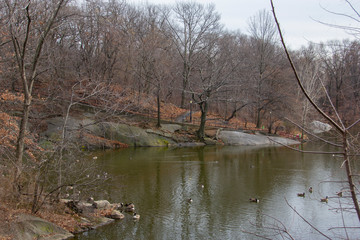 Fototapeta na wymiar Geese in Central Park pond