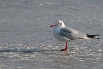 Möwe