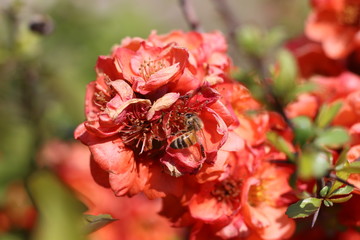 red flowers on the branches flowering chaenomeles, Red Japanese quince flowers