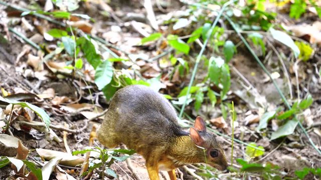 thailand, mouse-deer, lesser mouse-deer, forest, environment, animal, animals, asia, asian, background, beautiful, brown, close, creature, cute, deer, fawn, female, fluffy, fur, furry, green, grey, ka