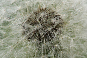 Dandelion Close up