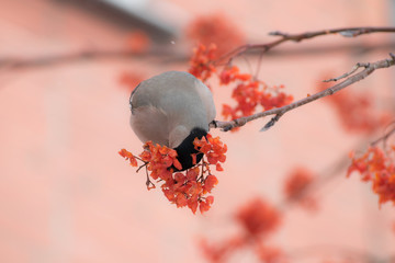 Cute colorful eurasian bullfinch eating red berries, (Pyrrhula pyrrhula)