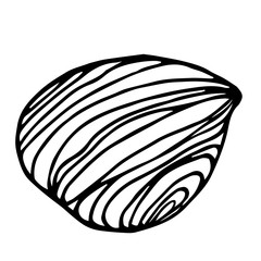 peeled hazelnut kernel, element of decorative ornament or pattern, vector illustration with black contour lines isolated on white background in doodle and hand drawn style