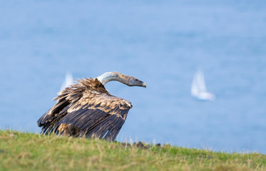 GRIFFON VULTURE, BUITRE LEONADO, Gyps fulvus, Mount Buciero, Liendo, Liendo Valley, Montaña Oriental Costera, The Way of Saint James, Cantabrian Sea, Cantabria, Spain, Europe