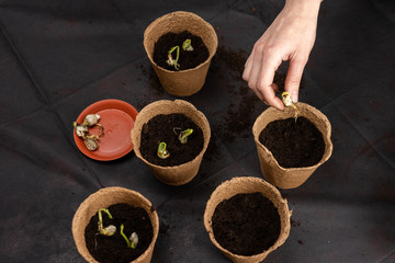 Girl plants seedlings in peat pots. Growing seedlings.