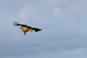 GRIFFON VULTURE, BUITRE LEONADO, Gyps fulvus, Mount Buciero, Liendo, Liendo Valley, Montaña Oriental Costera, The Way of Saint James, Cantabrian Sea, Cantabria, Spain, Europe