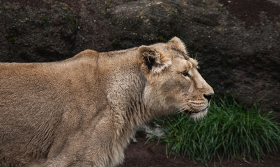 Löwin schaut vor Fels in die Ferne