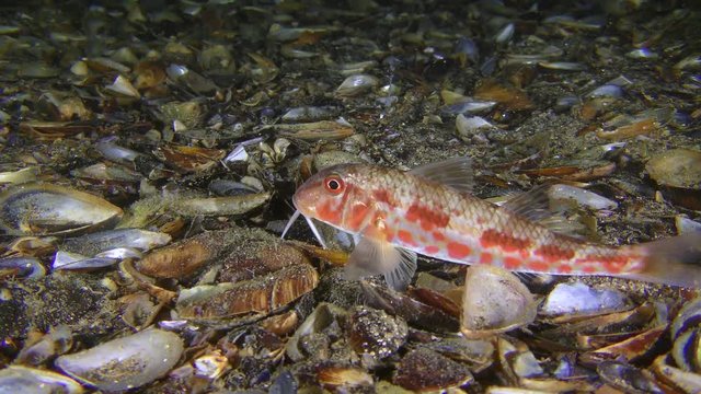 Bottom fish Red mullet (Mullus barbatus) lies on the bottom covered with shells, then leaves the frame.